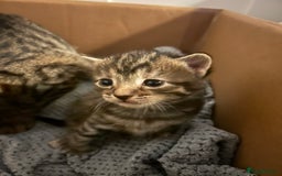 Mixed Breed cats for sale: Cute fluffy kittens  - Image 1