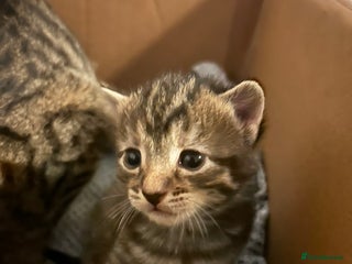 Mixed Breed cats - Advert 16