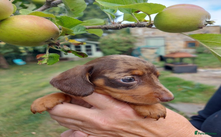 Miniature Dachshund dogs - Advert 13