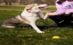Mixed Breed dogs for adoption: 💖🐶 NINA 🐶💖 - Image 39