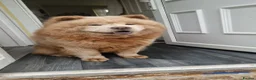 Chow Chow dogs for stud: Chow up for stud - Advert 3