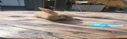 Mini Lop rabbits for sale: Mini lop bunny 🐰  in York - Advert 1