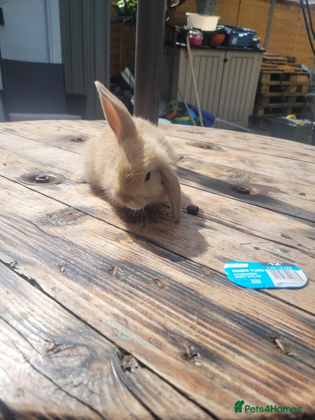 Mini Lop rabbits for sale: Mini lop bunny 🐰  in York - Advert 1
