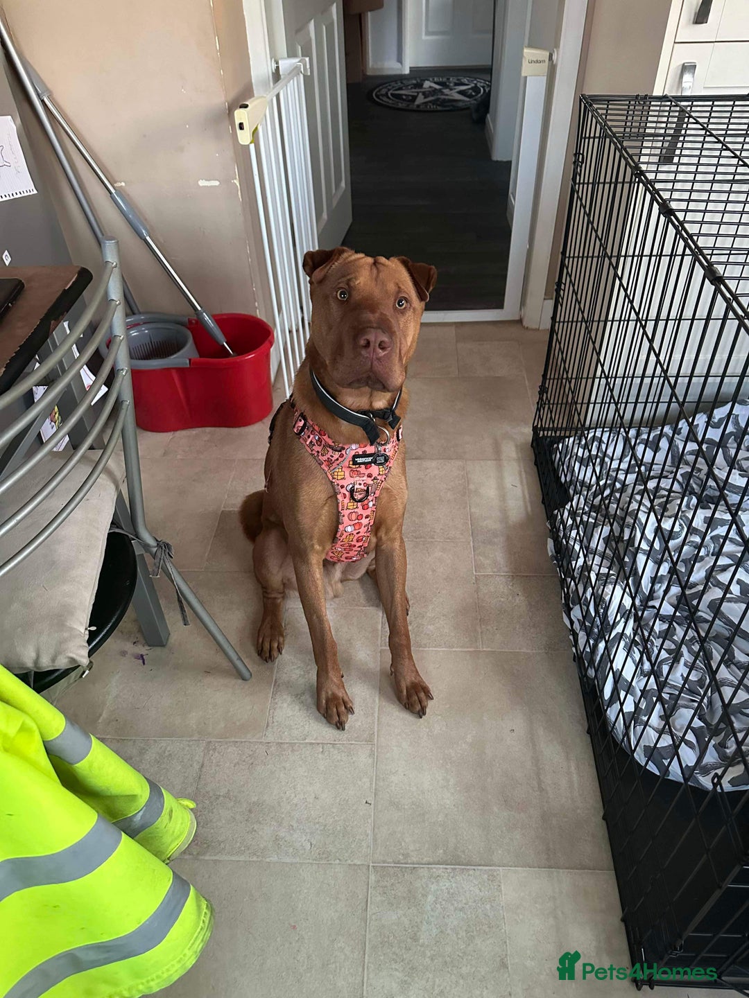 Mixed Breed dogs for sale: Mixed breed 2 year old - Image 3