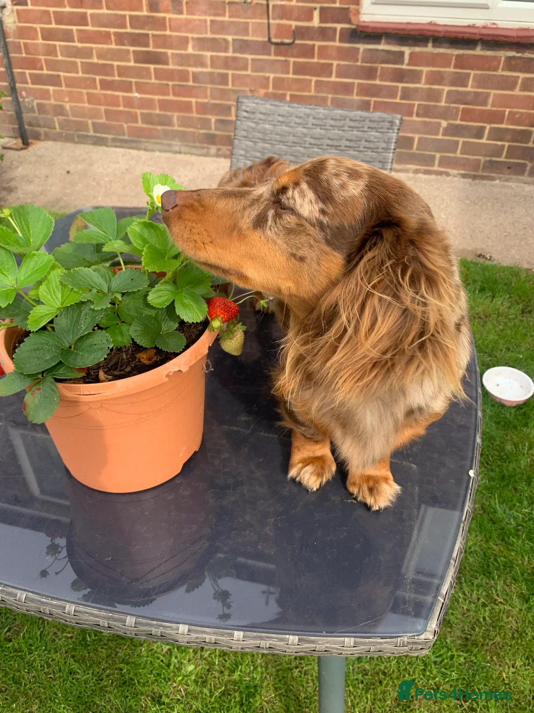 Dachshund dogs for stud: K.C reg. long hair dapple dachshund for STUD - Advert 10