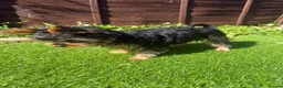 Yorkshire Terrier dogs for sale: Yorkshire terrier puppy  in Hemel Hempstead - Advert 5