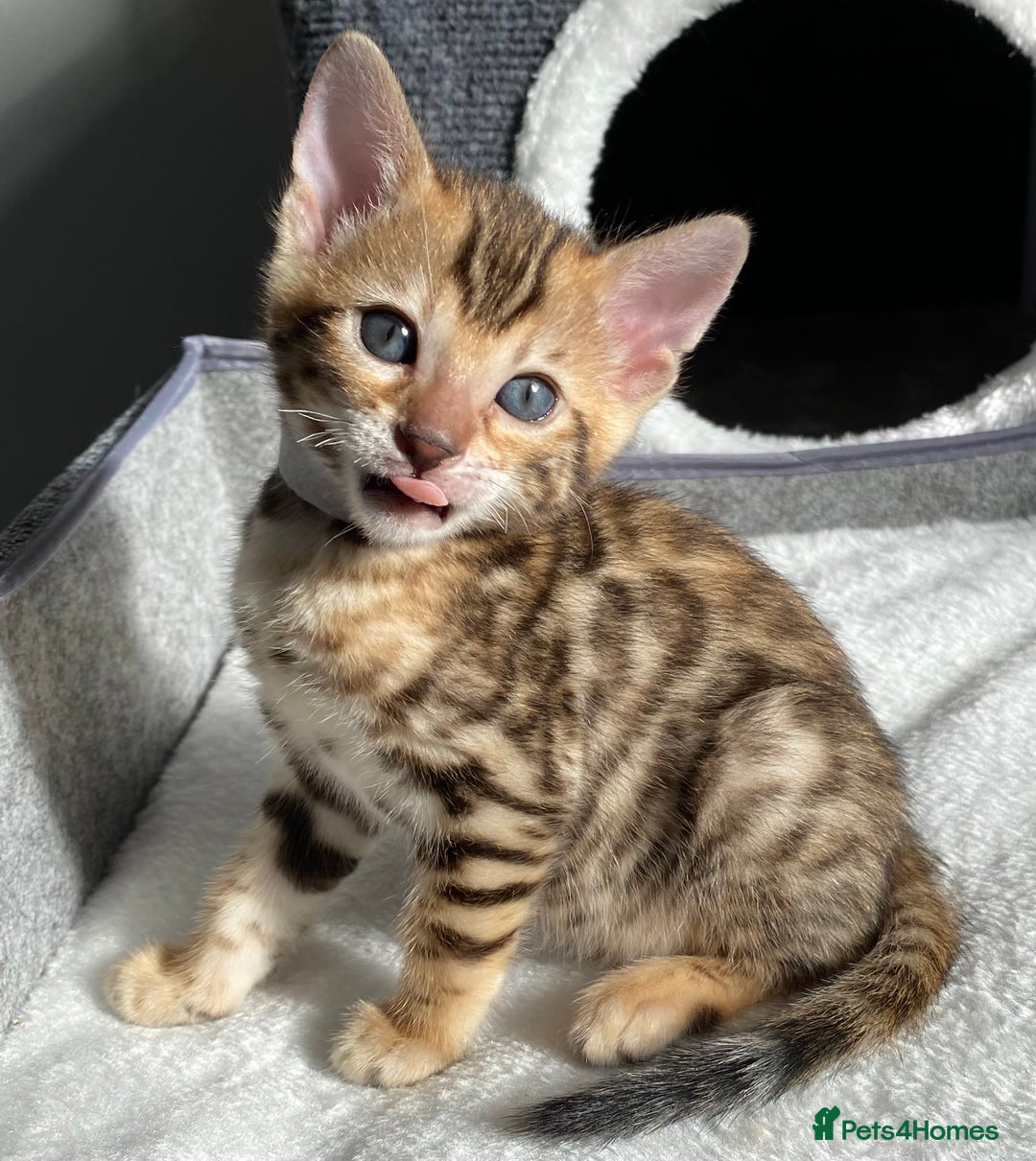 Bengal cats for sale: ⭐️ 1 LEFT!! - STUNNING TICA REG BENGAL CUBS ⭐️ - Image 8