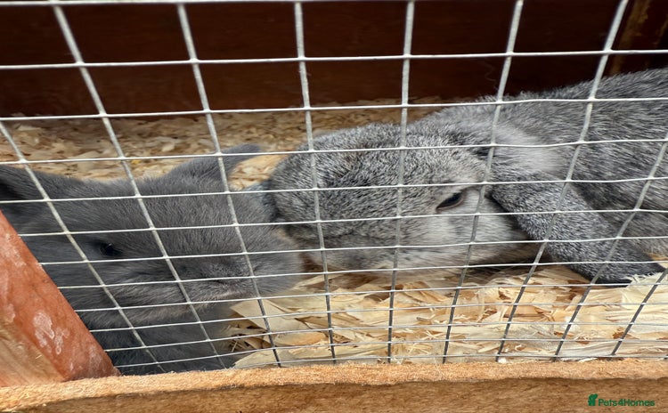 Mini Lop rabbits - Advert 5