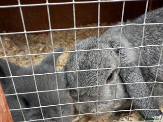 Mini Lop rabbits - Advert 25