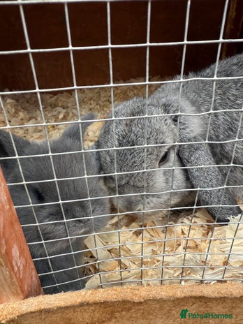 Mini Lop rabbits - Advert 5