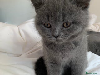 British Shorthair cats British Shorthair Blue Kittens 💛 Raised with Love - Advert 2