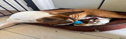 English Bull Terrier dogs for sale: English bull terrier puppy (female)  - Advert 7