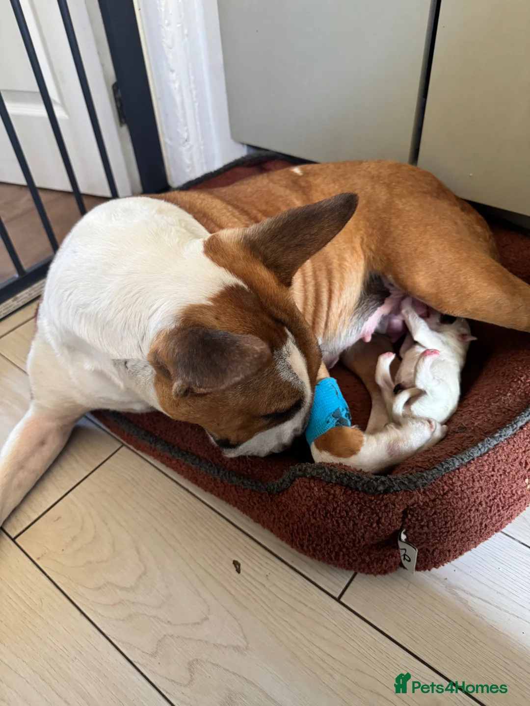 English Bull Terrier dogs for sale: English bull terrier puppy (female)  - Advert 7