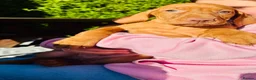 Hungarian Vizsla dogs for sale: KC REGISTERED VIZSLA PUPPIES  in Knutsford - Advert 12