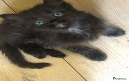 Siamese cats for sale: Adorable Siamese Kittens Looking for Loving Homes - Image 3