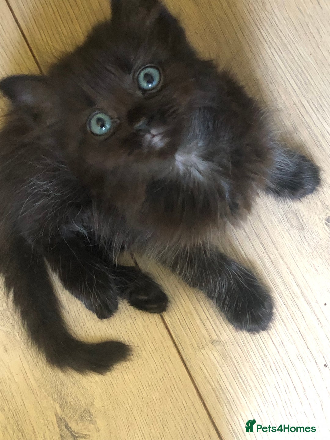 Siamese cats for sale: Adorable Siamese Kittens Looking for Loving Homes - Image 3