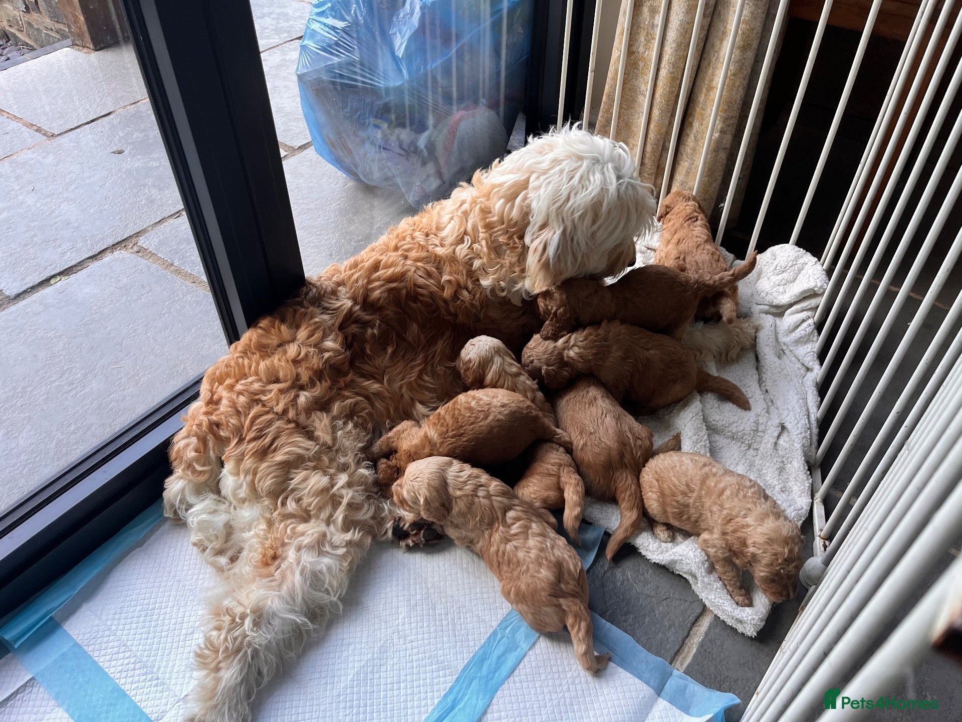 Goldendoodle dogs GOLDENDOODLE MALE PUPPIES F1b  - Advert 2