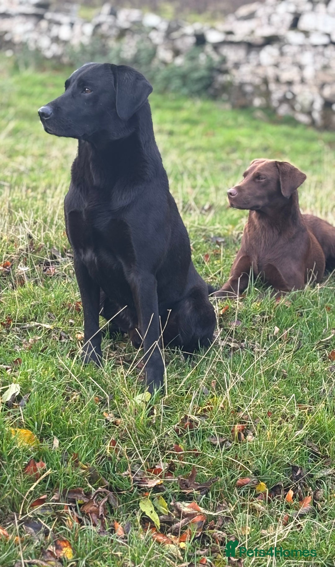 Labrador Retriever dogs for stud: Black labrador stud- FULLY HEALTH TESTED in Leyburn - Advert 23