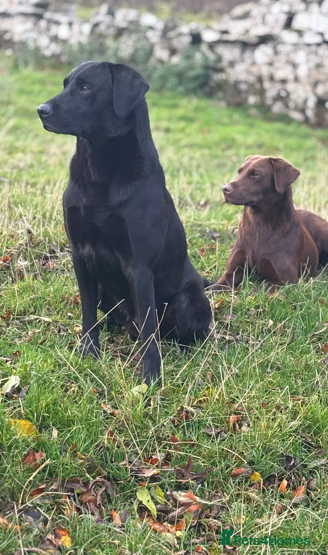 Labrador Retriever dogs for stud: Black labrador stud- FULLY HEALTH TESTED in Leyburn - Advert 23