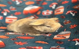 Mini Lop rabbits for sale: Outstanding mini lop litter - Advert 8