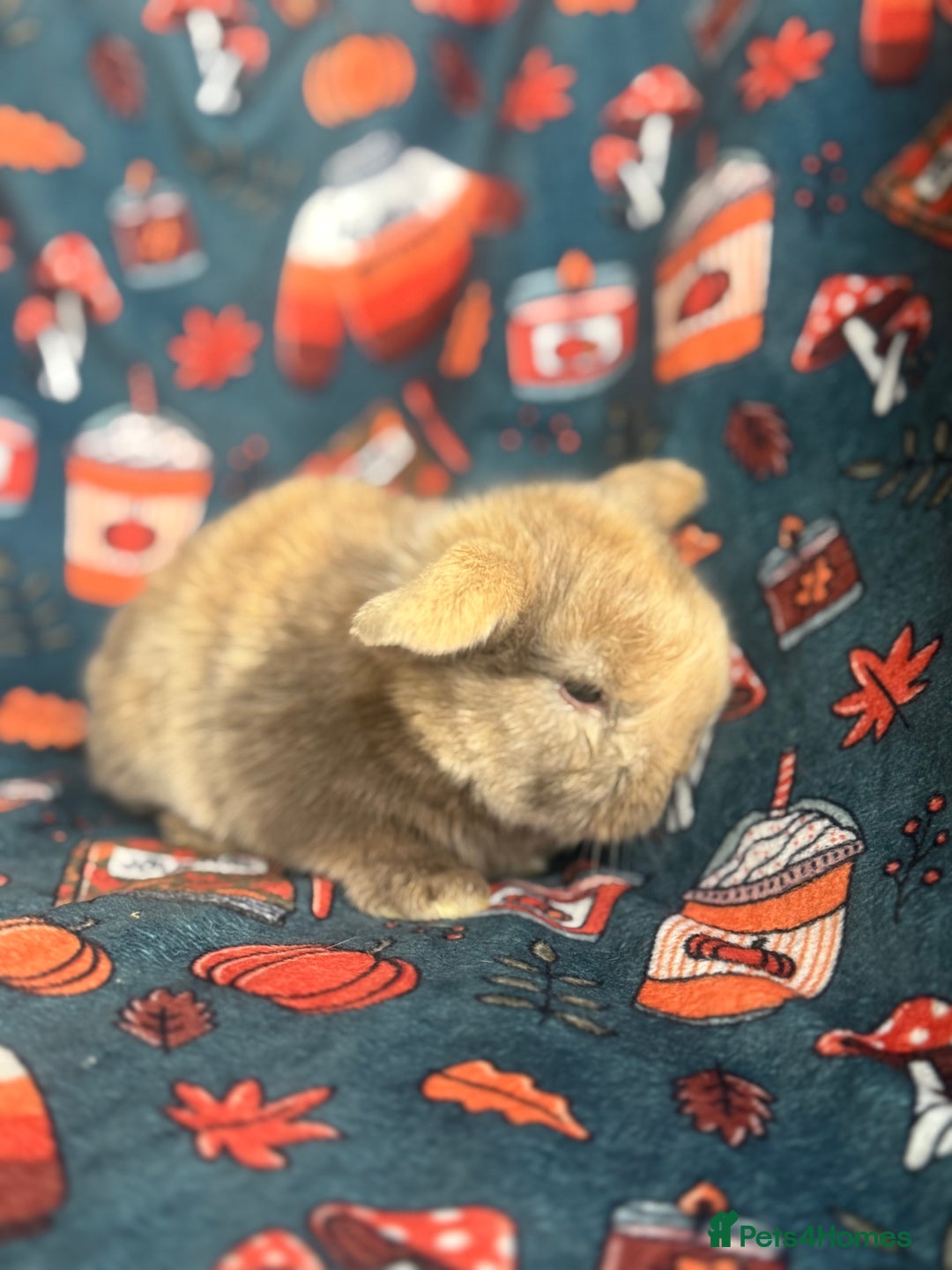 Mini Lop rabbits for sale: Outstanding mini lop litter - Advert 8