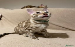 Bengal cats for sale:  Beautiful Bengal ready to reserve - Image 36