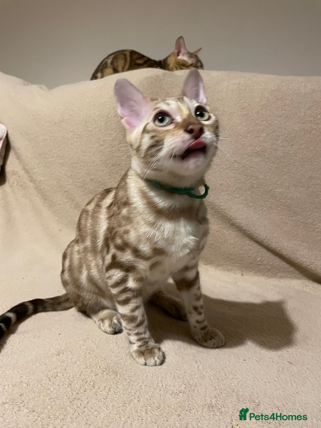 Bengal cats for sale:  Beautiful Bengal ready to reserve - Image 36