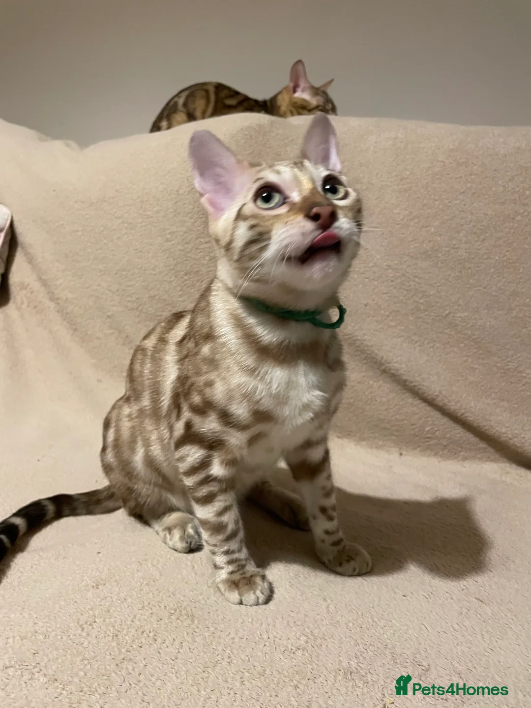Bengal cats for sale:  Beautiful Bengals able to leave. - Advert 35