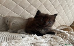 Ragdoll cats for sale: Ragdoll cross kittens - Image 7