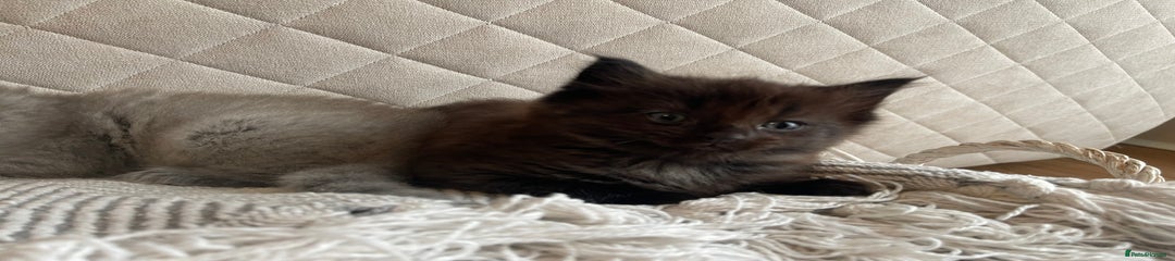 Ragdoll Kitten 2