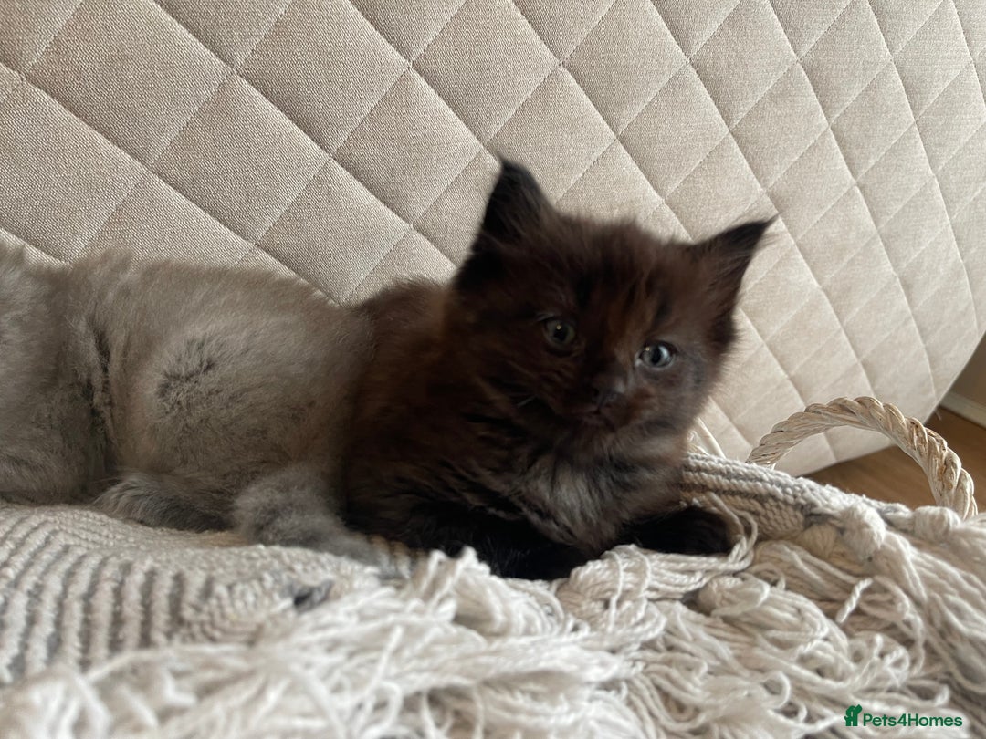 Ragdoll cats for sale: Ragdoll cross kittens - Image 7