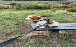 Cocker Spaniel dogs for sale: 7 month old cocker spaniel girl  - Image 1