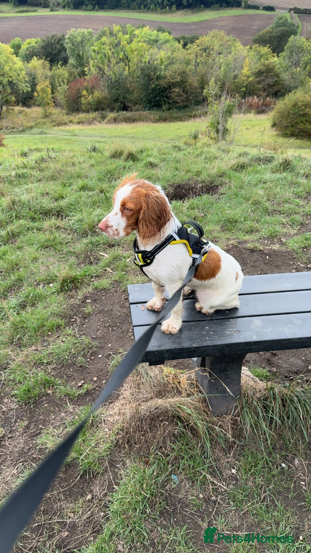 Cocker Spaniel dogs for sale: 7 month old cocker spaniel girl  - Image 1