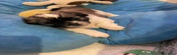 Shih Tzu dogs for sale: Beautiful Shih Tzu Puppies-Loving family Home - Advert 9