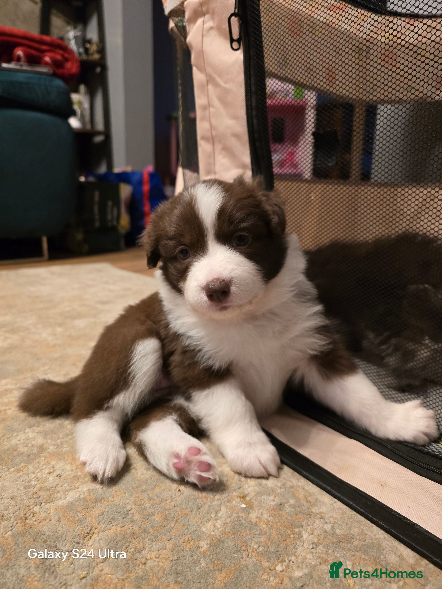 Border Collie dogs BORDER COLLIE PUPPIES – BEAUTIFUL LITTER OF 9  - Advert 1