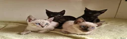 Mixed Breed cats for sale: Bengal,Siamese, Maine coon mix kittens.  - Advert 7