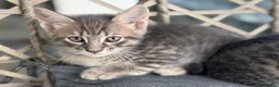 Maine Coon cats for sale: *Ready Now* Maine Coon X - Advert 12
