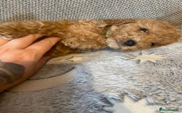 Cockapoo dogs for sale: Cockapoo puppies  - Image 1