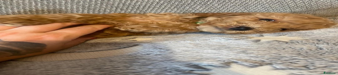 Cockapoo Puppy 2