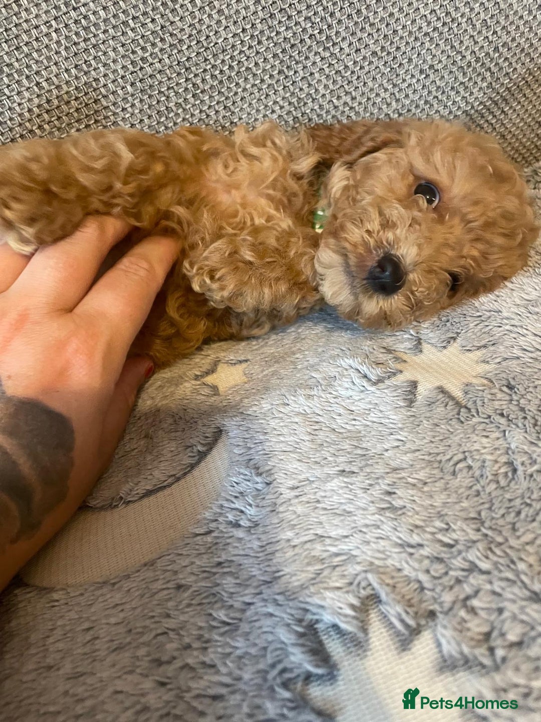 Cockapoo dogs for sale: Cockapoo puppies  - Image 1