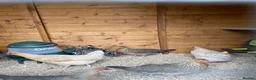 Chickens poultry for sale: Devon blue pol hens - Advert 3