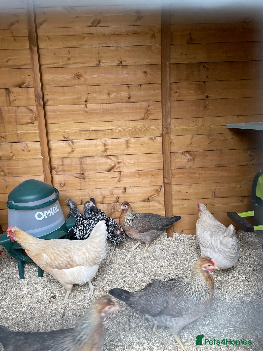 Chickens poultry for sale: Devon blue pol hens - Advert 3