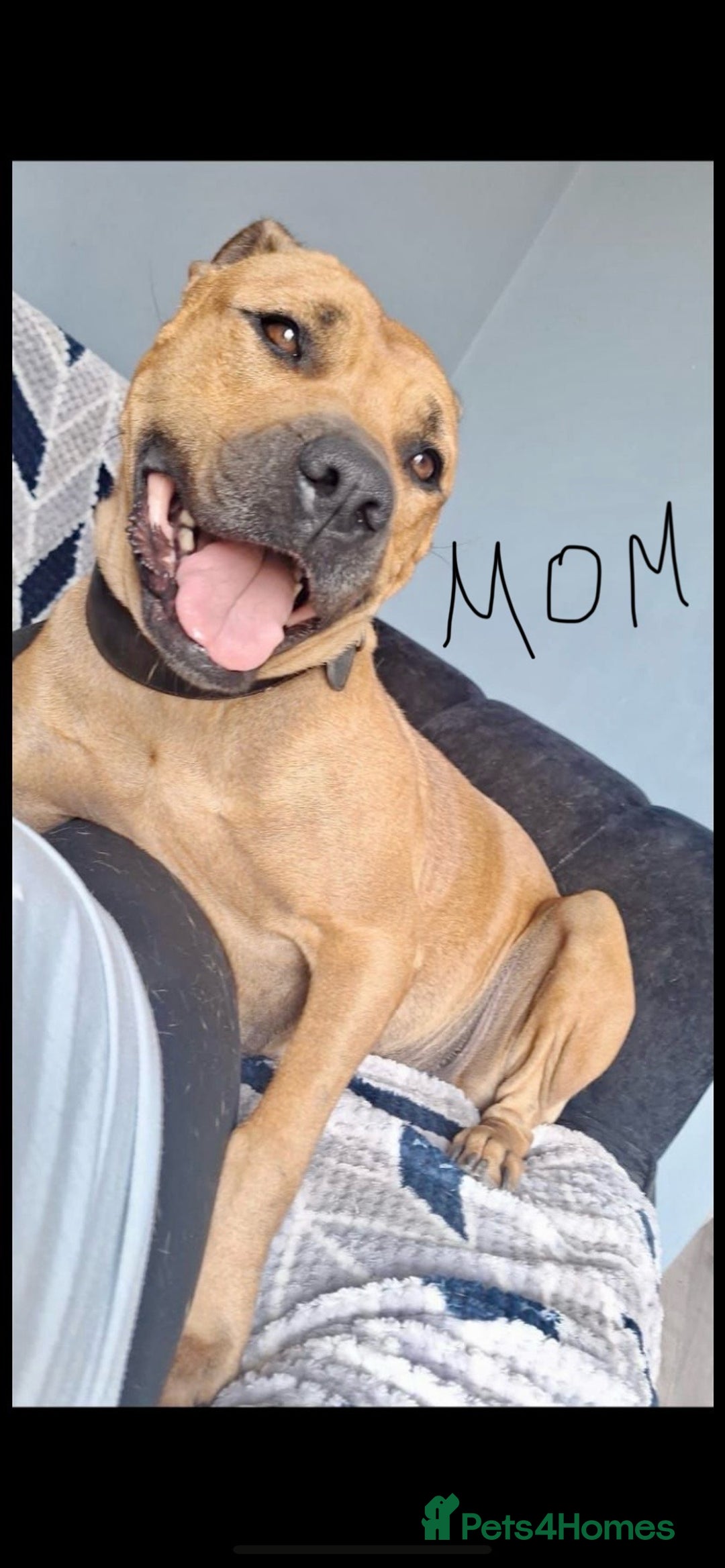 Belgian Shepherd Dog dogs for sale: Belgian Malinois x Bullmastiff dog in Telford - Advert 2