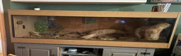 Bearded Dragon reptiles for sale: Bearded Dragon For Sale with Tank - Advert 2