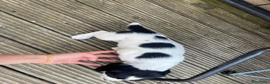 English Springer Spaniel 2