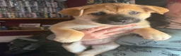 Mixed Breed dogs for sale: Malamute/sharpei  - Advert 3