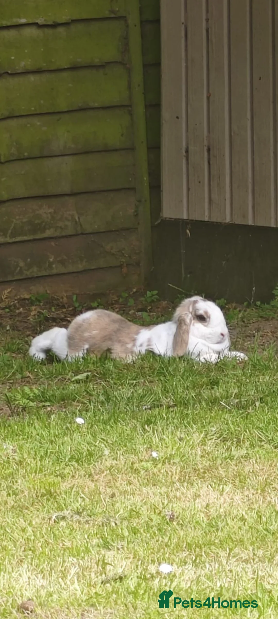 Mini Lop rabbits for sale: 2 beautiful mini lops  - Advert 2