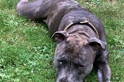 Staffordshire Bull Terrier dogs Staffy Puppies  - Advert 14