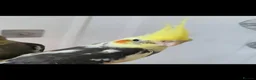 Cockatiels birds for sale: “Coco” the cockatiel  in Wetherby - Advert 2