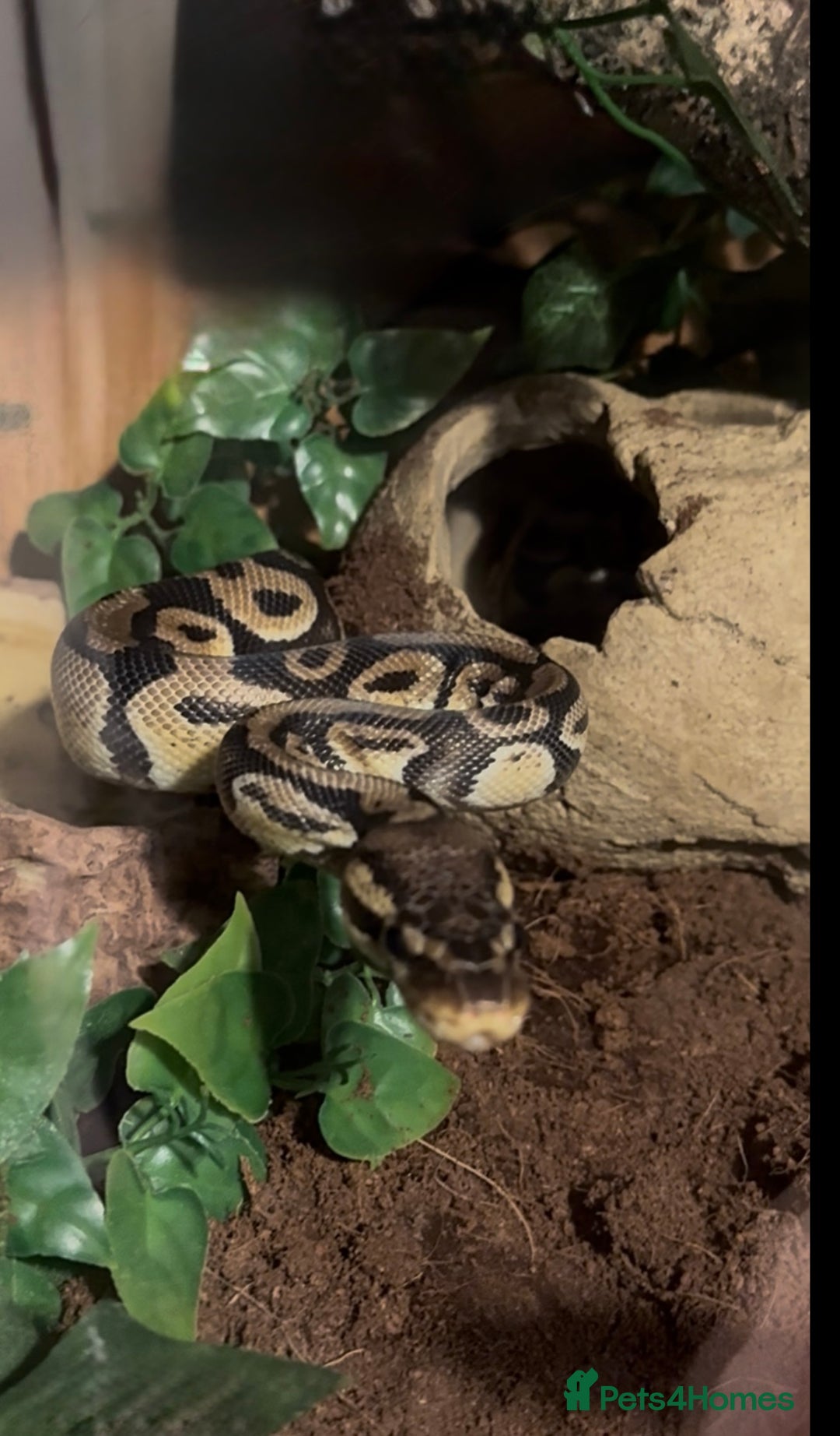 Python Snake reptiles for sale: Ball python  - Advert 5